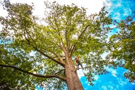 Best Tree Health Inspection  in La Feria, TX