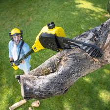 Best Lawn Disease Treatment  in La Feria, TX