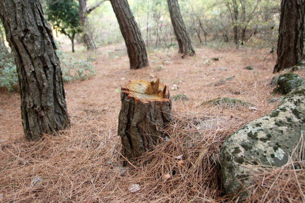 How Our Tree Care Process Works  in  La Feria, TX