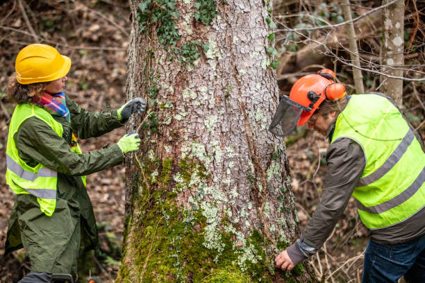 Best Tree Disease Treatment  in La Feria, TX