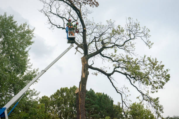 Best Hazardous Tree Removal  in La Feria, TX