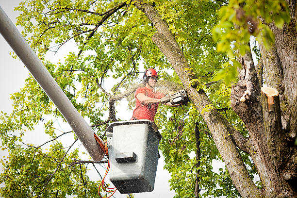 Best Stump Grinding and Removal  in La Feria, TX