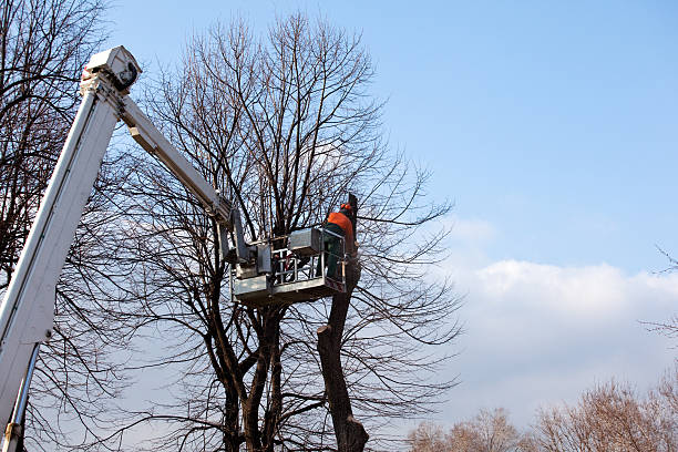 Best Utility Line Clearance  in La Feria, TX