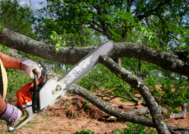 Best Leaf Removal  in La Feria, TX