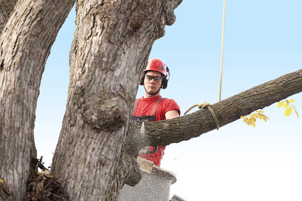 Trusted La Feria, TX Tree Services Experts